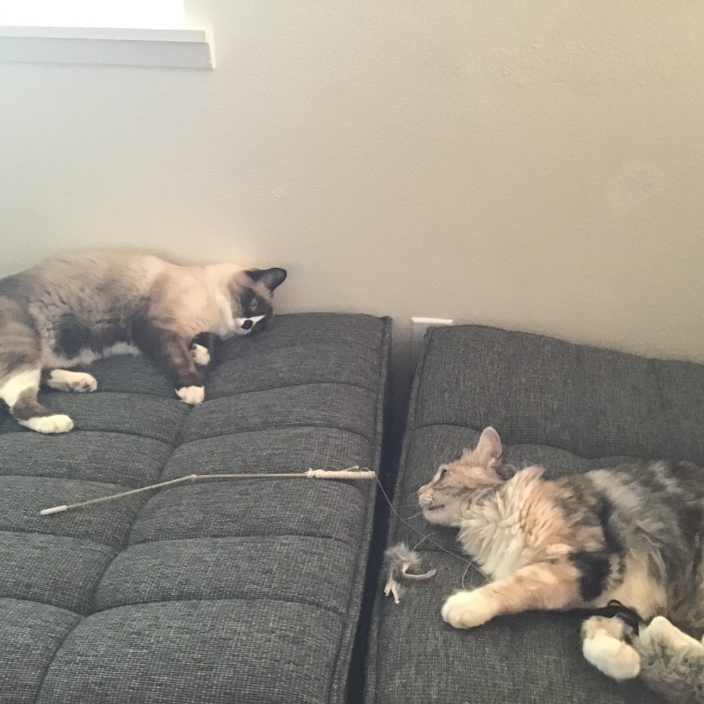 Meet your Posher, Marcela